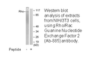 Product image for Rho/Rac Guanine Nucleotide Exchange Factor 2 (Ab-885) Antibody