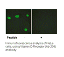 Product image for Vitamin D Receptor (Ab-208) Antibody