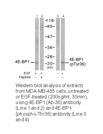 Product image for 4E-BP1 (Ab-36) Antibody