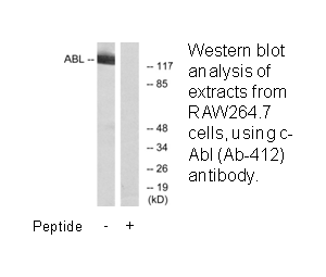 Product image for c-Abl (Ab-412) Antibody