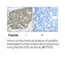 Product image for Akt (Ab-308) Antibody