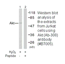 Product image for Akt (Ab-308) Antibody