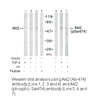 Product image for Akt2 (Ab-474) Antibody