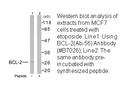 Product image for BCL-2 (Ab-56) Antibody