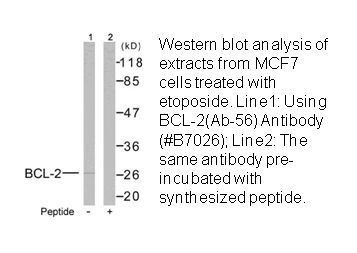 Product image for BCL-2 (Ab-56) Antibody