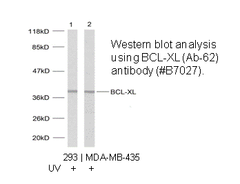 Product image for BCL-XL (Ab-62) Antibody