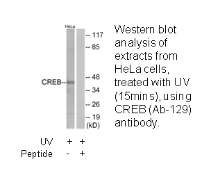 Product image for CREB (Ab-129) Antibody