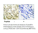 Product image for CREB (Ab-133) Antibody