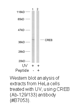 Product image for CREB (Ab-133) Antibody