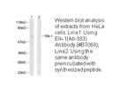 Product image for Elk1 (Ab-383) Antibody