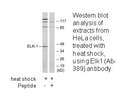Product image for Elk1 (Ab-389) Antibody