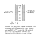 Product image for p44/42 MAP Kinase (Ab-202) Antibody