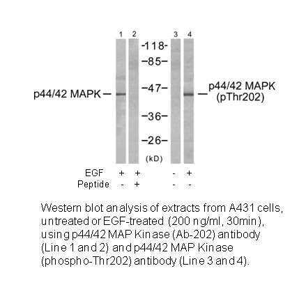 Product image for p44/42 MAP Kinase (Ab-202) Antibody
