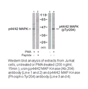 Product image for p44/42 MAP Kinase (Ab-204) Antibody