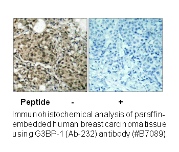 Product image for G3BP-1 (Ab-232) Antibody