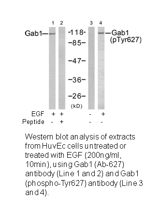 Product image for GAB1 (Ab-627) Antibody