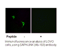 Product image for SAPK/JNK (Ab-183) Antibody