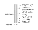 Product image for SAPK/JNK (Ab-183) Antibody