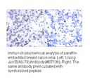 Product image for JunB (Ab-79) Antibody