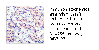 Product image for JunD (Ab-255) Antibody