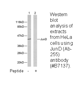Product image for JunD (Ab-255) Antibody
