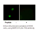 Product image for MARCKS (Ab-158) Antibody