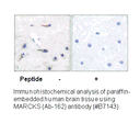 Product image for MARCKS (Ab-163) Antibody