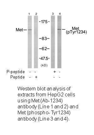 Product image for Met (Ab-1234) Antibody