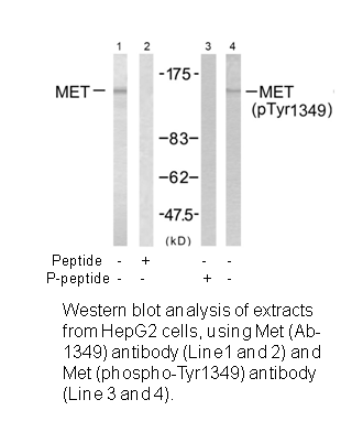 Product image for Met (Ab-1349) Antibody