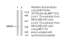 Product image for MKK3 (Ab-189) Antibody
