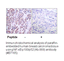 Product image for NF-&kappa;B p100/p52 (Ab-869) Antibody