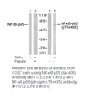 Product image for NF-&kappa;B p65 (Ab-435) Antibody