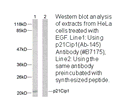 Product image for p21 Cip1 (Ab-145) Antibody