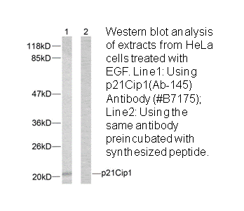 Product image for p21 Cip1 (Ab-145) Antibody