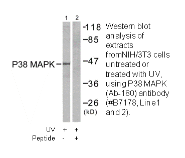 Product image for p38 MAPK (Ab-180) Antibody