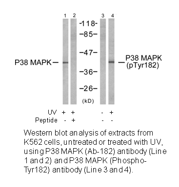 Product image for p38 MAPK (Ab-182) Antibody
