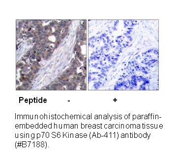 Product image for p70 S6 Kinase (Ab-411) Antibody