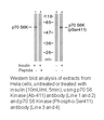 Product image for p70 S6 Kinase (Ab-411) Antibody