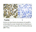 Product image for p70 S6 Kinase (Ab-421) Antibody