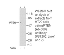 Product image for PTEN (Ab-380) Antibody