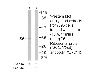Product image for S6 Ribosomal Protein (Ab-235) Antibody