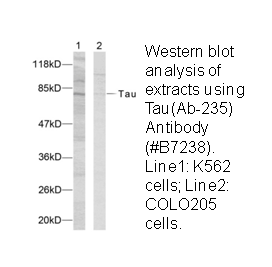 Product image for Tau (Ab-235) Antibody