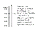 Product image for Tau (Ab-396) Antibody