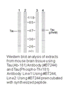 Product image for Tau (Ab-181) Antibody