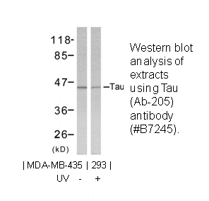 Product image for Tau (Ab-205) Antibody