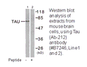 Product image for Tau (Ab-212) Antibody
