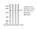 Product image for Tau (Ab-231) Antibody