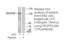Product image for VEGFR2 (Ab-1175) Antibody