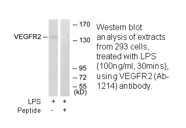 Product image for VEGFR2 (Ab-1214) Antibody