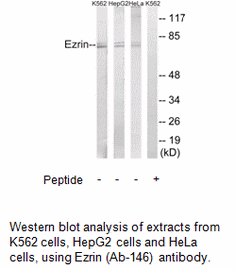 Product image for Ezrin (Ab-146) Antibody